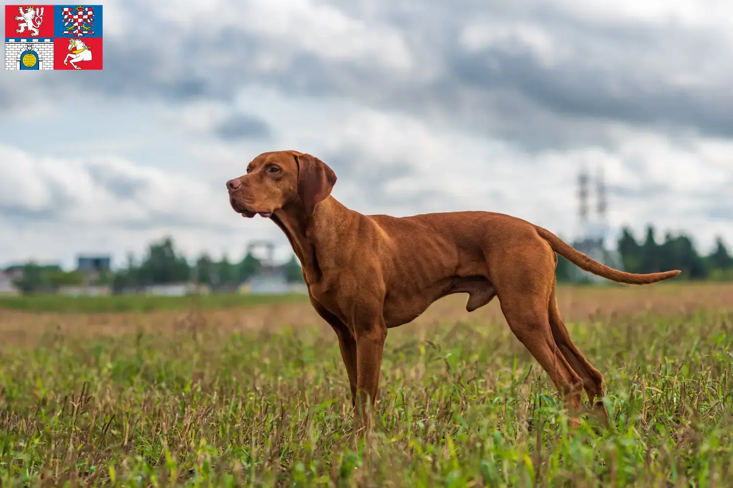 Magyar Vizsla štěňata a chovatelé Pardubice Zde najdete chovatele magyar vizslas v Pardubicích.