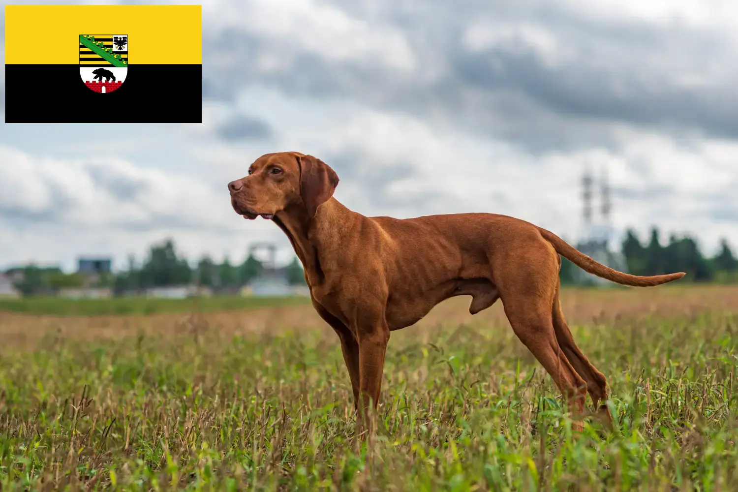 Štěňata a chovatelé magyar vizsla Sasko-Anhaltsko Zde najdete chovatele magyar vizslas v Sasku-Anhaltsku.