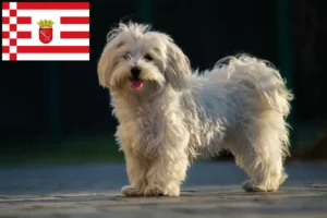 Přečtete si více ze článku Chovatelé maltézských psíků a štěňat v Brémách