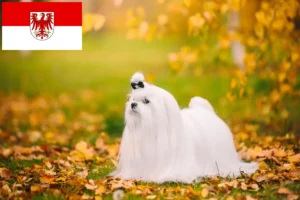 Přečtete si více ze článku Chovatelé maltézských psíků a štěňat v Brandenburgu