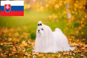 Přečtete si více ze článku Chovatelé maltézských psíků a štěňata na Slovensku