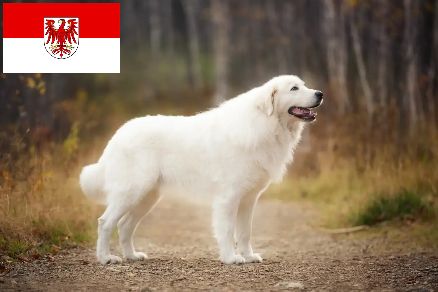 Maremma Abruzzo Sheepdog štěňata a chovatelé Brandenburg Zde najdete chovatele ovčáckých psů plemene Maremma Abruzzi v Braniborsku.