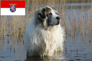 Přečtete si více ze článku Mastín del Pirineo chovatelé a štěňata v Hesensku