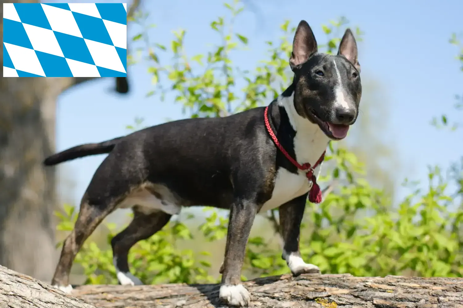 Miniaturní bulteriér - štěňata a chovatelé Bavorsko Zde najdete chovatele miniaturních bulteriérů v Bavorsku.