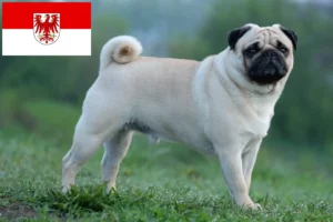 Přečtete si více ze článku Chovatelé mopsů a štěňat v Brandenburgu