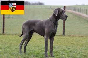 Přečtete si více ze článku Chovatelé německých dog a štěňat v Sársku