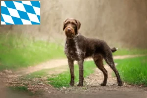 Přečtete si více ze článku Deutsch Drahthaar chovatelé a štěňata v Bavorsku