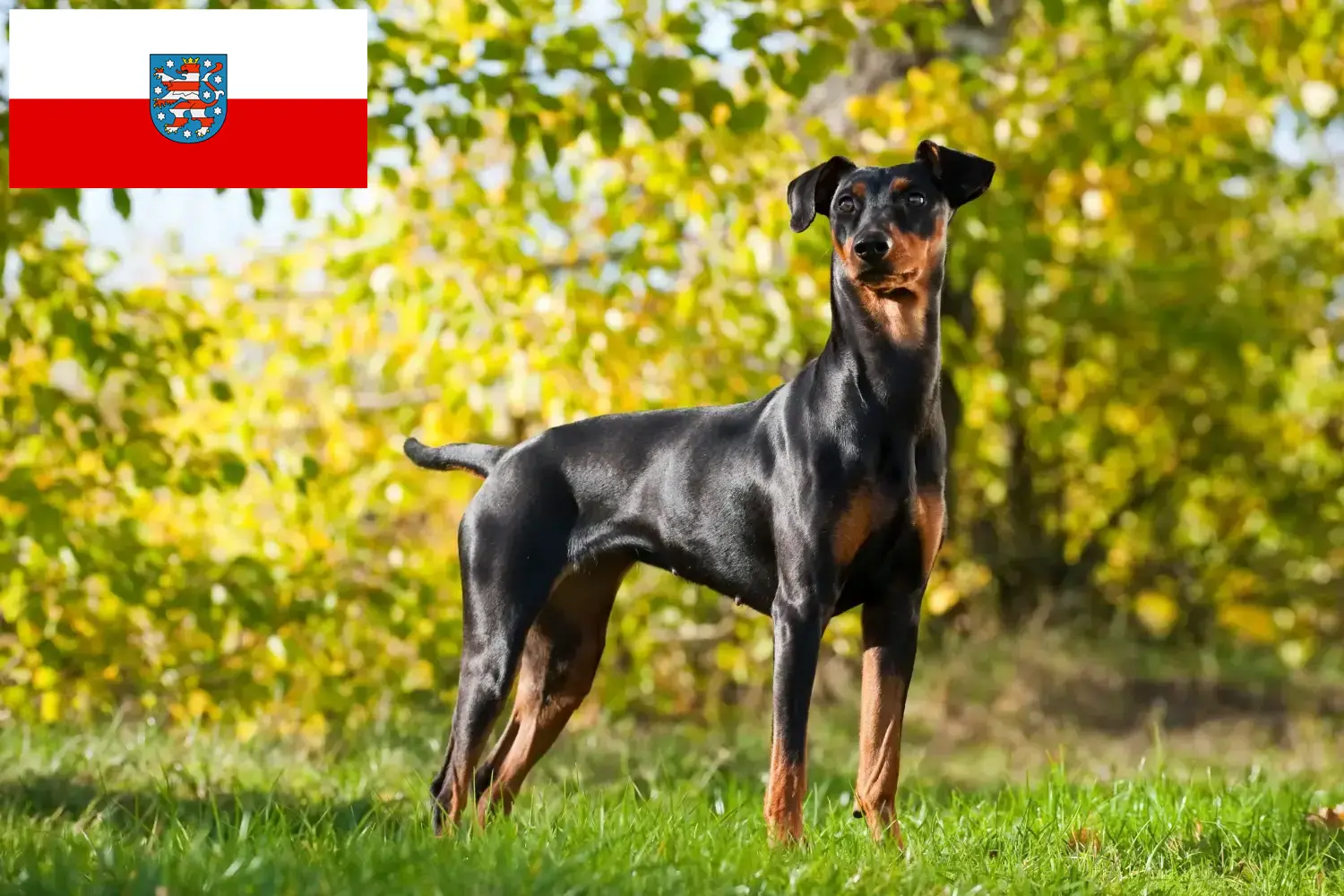 Štěňata a chovatelé německých pinčů Durynsko Zde najdete chovatele německých pinčů v Durynsku.