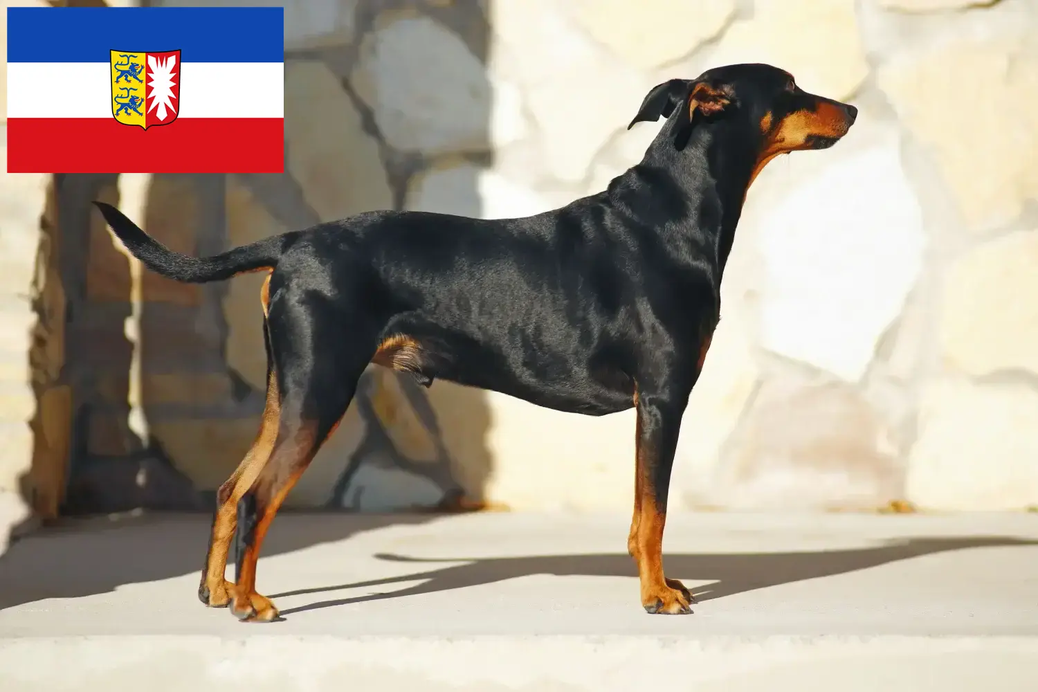 Štěňata a chovatelé německých pinčů Šlesvicko-Holštýnsko Zde najdete chovatele německých pinčů ve Šlesvicku-Holštýnsku.