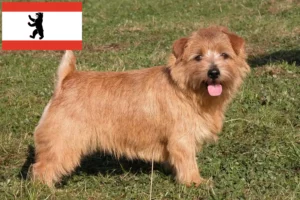 Přečtete si více ze článku Chovatelé norfolk teriérů a štěňat v Berlíně