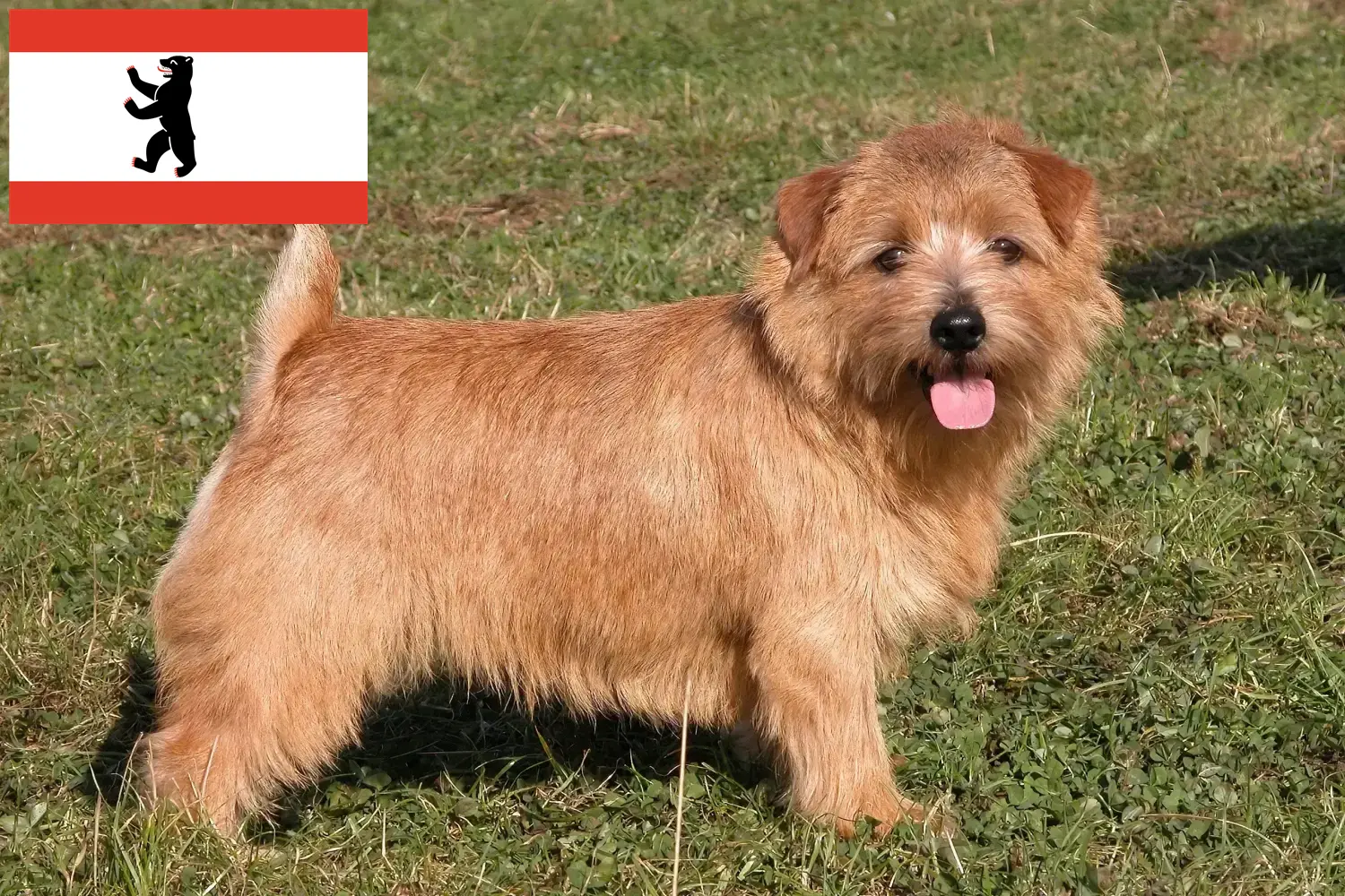 Štěňata a chovatelé norfolk teriérů Berlín Zde najdete chovatele norfolk teriérů v Berlíně.