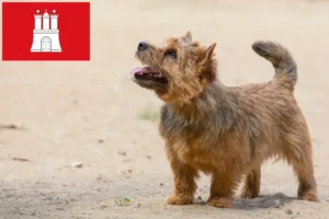 Přečtete si více ze článku Chovatelé norwich teriérů a štěňat v Hamburku