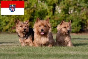 Přečtete si více ze článku Chovatelé norwich teriérů a štěňat v Hesensku