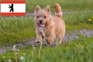 Přečtete si více ze článku Chovatelé norwich teriérů a štěňat v Berlíně