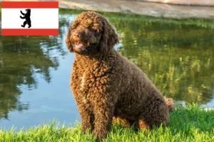 Přečtete si více ze článku Chovatelé a štěňata Perro de Agua Español v Berlíně