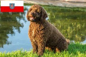 Přečtete si více ze článku Chovatelé a štěňata Perro de Agua Español v Durynsku