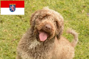 Přečtete si více ze článku Chovatelé a štěňata Perro de Agua Español v Hesensku