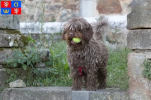 Přečtete si více ze článku Chovatelé a štěňata Perro de Agua Español v Hradci Králové