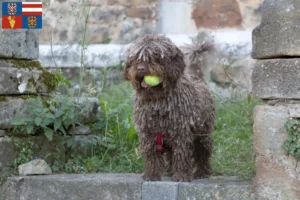 Přečtete si více ze článku Chovatelé a štěňata Perro de Agua Español na jižní Moravě