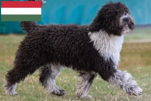 Přečtete si více ze článku Chovatelé a štěňata Perro de Agua Español v Maďarsku