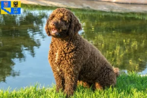 Přečtete si více ze článku Chovatelé a štěňata Perro de Agua Español v Olomouci