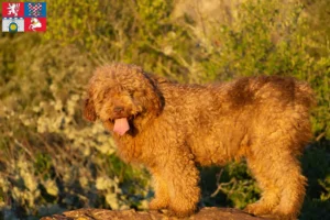 Přečtete si více ze článku Chovatelé a štěňata Perro de Agua Español v Pardubicích