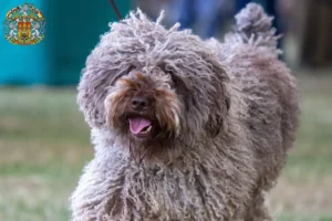 Přečtete si více ze článku Chovatelé a štěňata Perro de Agua Español v Praze