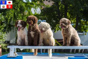 Přečtete si více ze článku Chovatelé a štěňata Perro de Agua Español na Vysočině