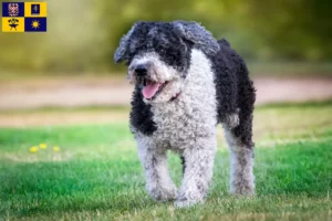 Přečtete si více ze článku Chovatelé a štěňata Perro de Agua Español ve Zlíně