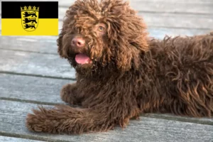 Přečtete si více ze článku Chovatelé a štěňata Perro de Agua Español v Bádensku-Württembersku