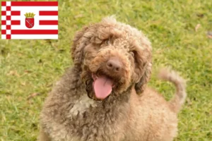 Přečtete si více ze článku Chovatelé a štěňata Perro de Agua Español v Brémách