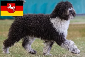Přečtete si více ze článku Chovatelé a štěňata Perro de Agua Español v Dolním Sasku