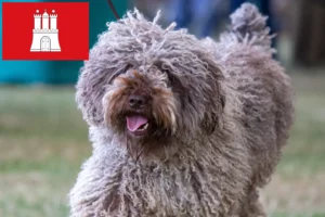 Přečtete si více ze článku Chovatelé a štěňata Perro de Agua Español v Hamburku