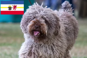 Přečtete si více ze článku Chovatelé a štěňata Perro de Agua Español v Meklenbursku-Předním Pomořansku