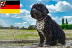 Přečtete si více ze článku Chovatelé a štěňata Perro de Agua Español v Porýní-Falci