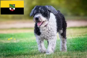 Přečtete si více ze článku Chovatelé a štěňata Perro de Agua Español v Sasku-Anhaltsku