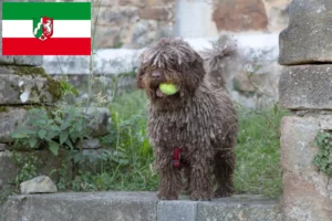Přečtete si více ze článku Chovatelé a štěňata Perro de Agua Español v Severním Porýní-Vestfálsku