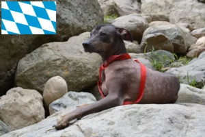 Přečtete si více ze článku Chovatel peruánských naháčů a štěňat v Bavorsku