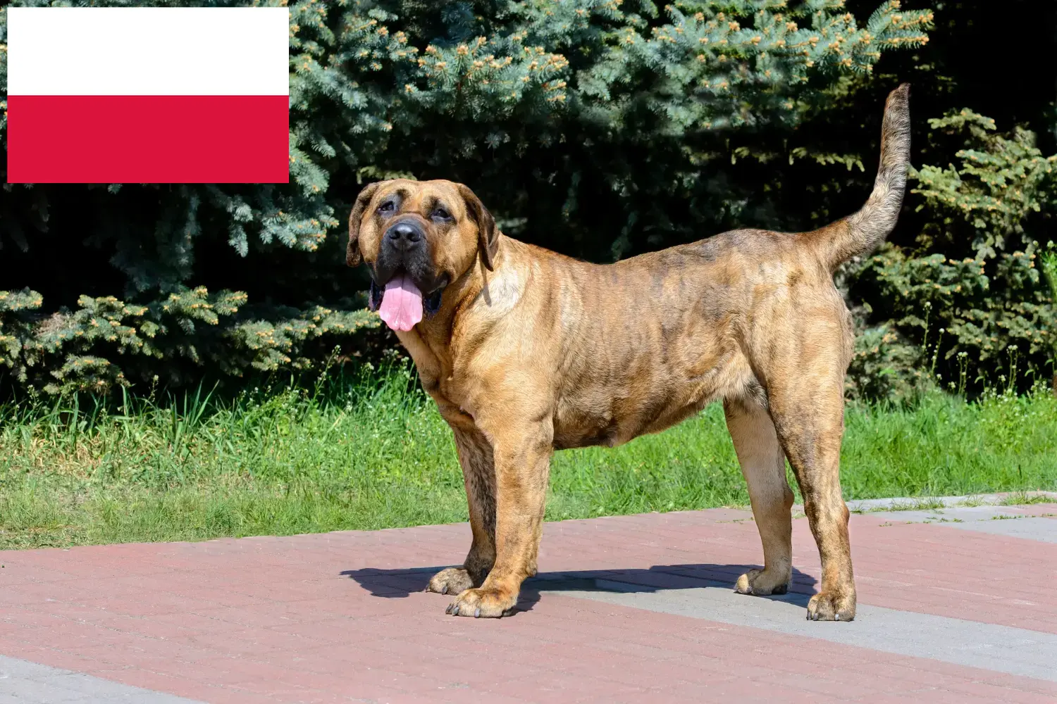Presa Canario štěňata a chovatelé Polsko Zde najdete chovatele Presa Canarios v Polsku.