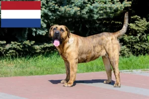 Přečtete si více ze článku Chovatelé Presa Canario a štěňata v Nizozemsku