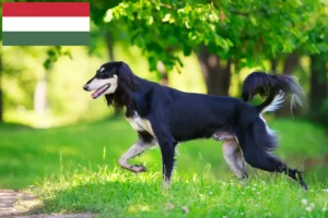 Přečtete si více ze článku Chovatelé saluki a štěňata v Maďarsku