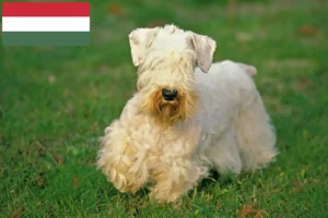 Přečtete si více ze článku Chovatelé sealyhamských teriérů a štěňat v Maďarsku