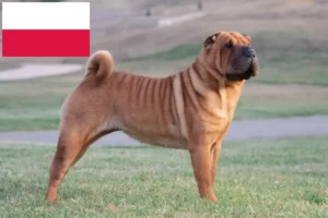 Přečtete si více ze článku Chovatelé šarpeje a štěňat v Polsku