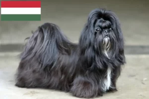Přečtete si více ze článku Chovatelé shih tzu a štěňat v Maďarsku
