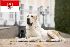Přečtete si více ze článku Chovatelé středoasijských pasteveckých psů a štěňat v Brandenburgu