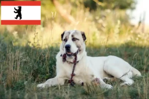 Přečtete si více ze článku Chovatelé středoasijských pasteveckých psů a štěňat v Berlíně