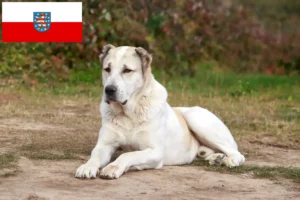 Přečtete si více ze článku Chovatelé středoasijských pasteveckých psů a štěňat v Durynsku