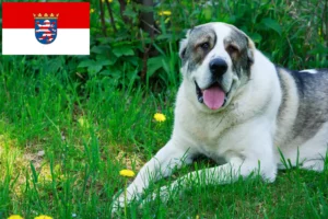 Přečtete si více ze článku Chovatelé středoasijských pasteveckých psů a štěňat v Hesensku