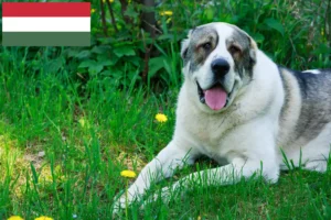 Přečtete si více ze článku Chovatelé středoasijských pasteveckých psů a štěňat v Maďarsku