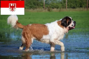 Přečtete si více ze článku Chovatelé bernardýnů a štěňat v Brandenburgu